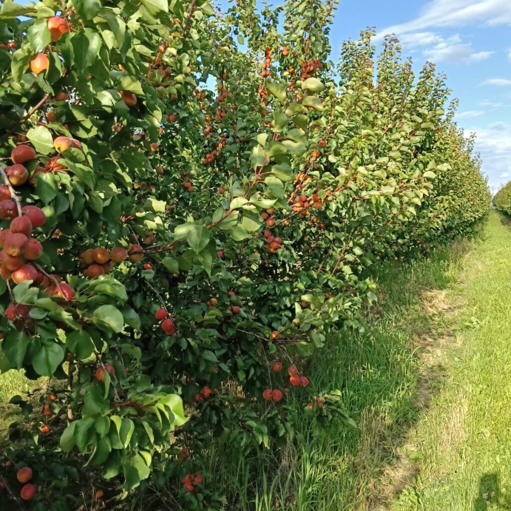 Polski eBazarek - Produkcja rolna jabłek wiśni moreli - 1