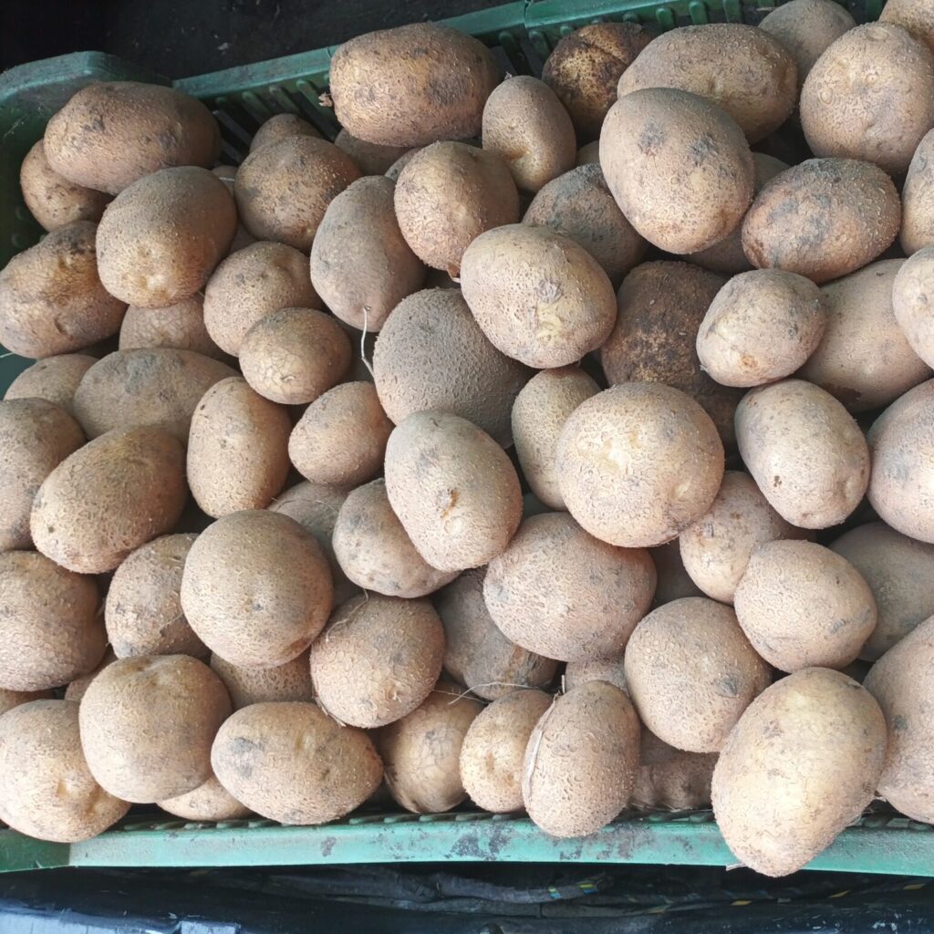 Polski eBazarek - Ziemniaki - 1