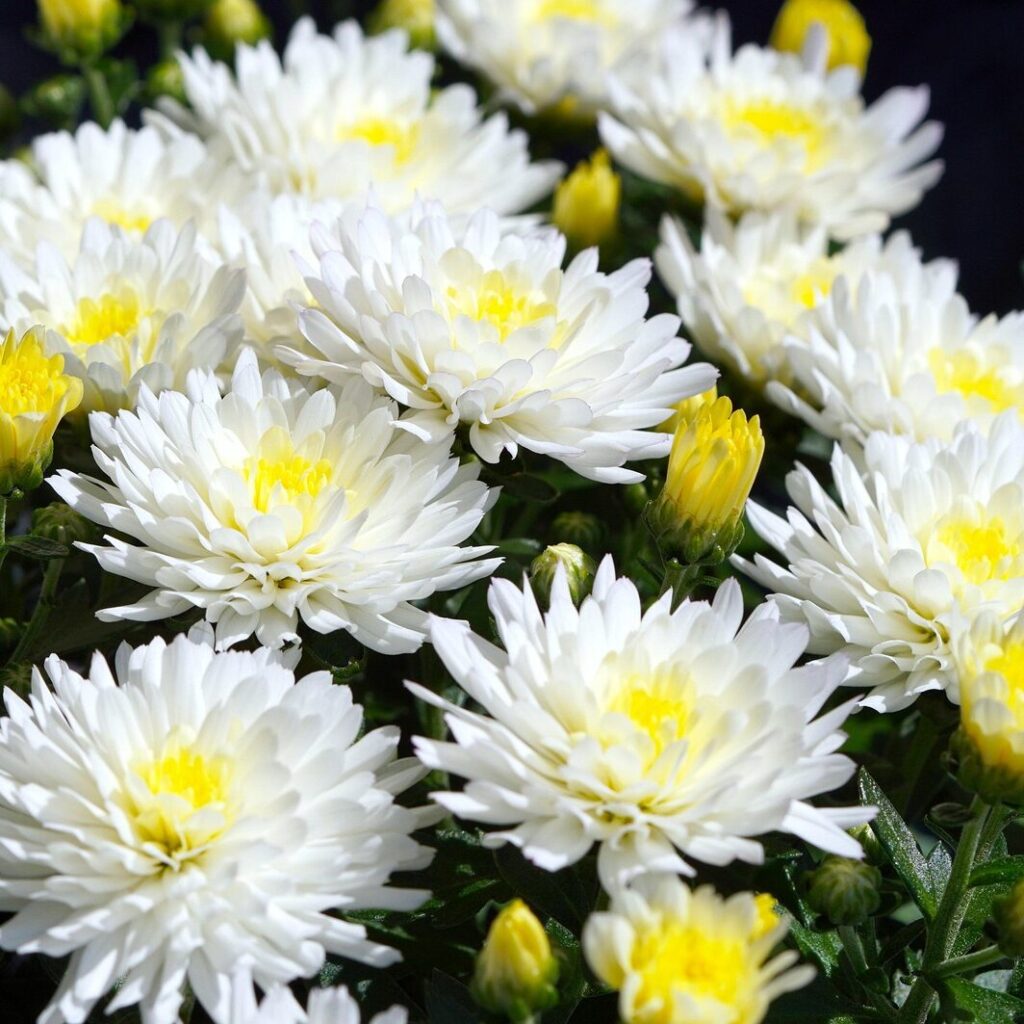 Polski eBazarek - kwiaty - 1