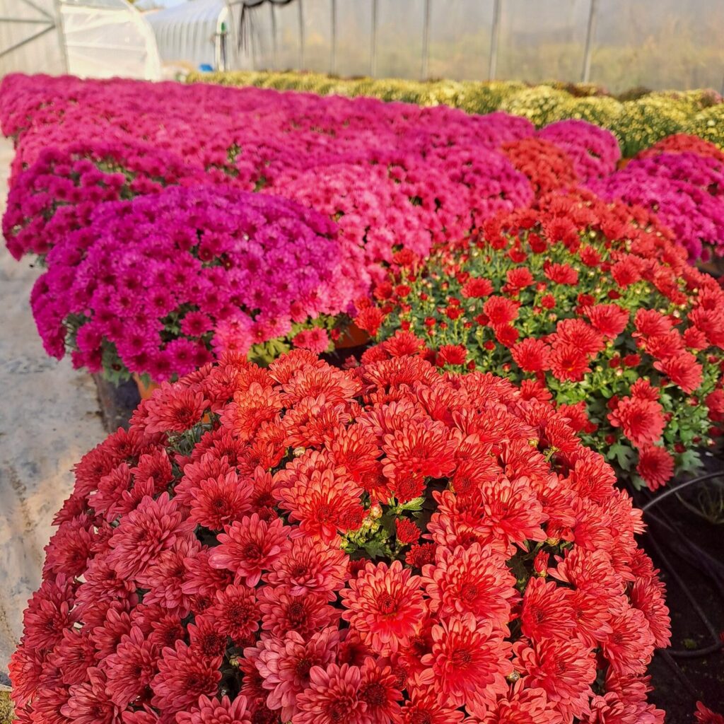 Polski eBazarek - CHRYZANTEMY - 1