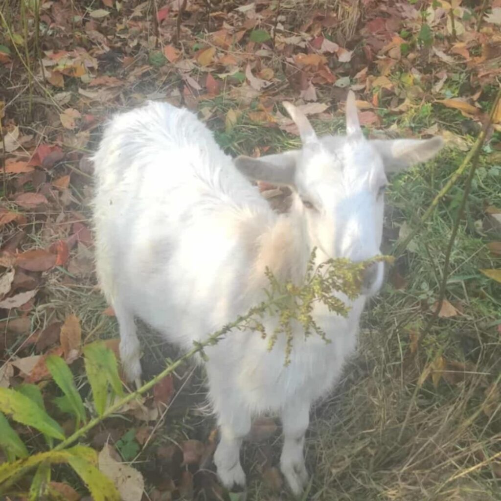 Polski eBazarek - Młoda koza biała - 1