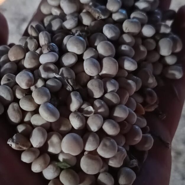 Polski eBazarek - ŁUBIN I OWIES EKOLOGICZNY – SPRZEDAM - 1