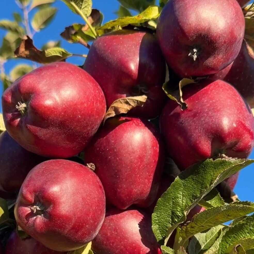 Polski eBazarek - JABŁKA - 1