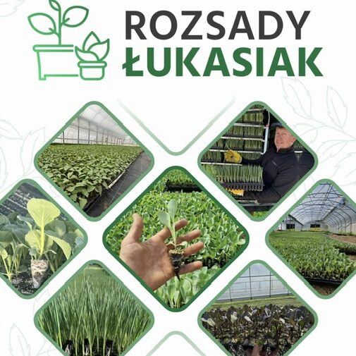Polski eBazarek - Rozsada Warzyw Łukasiak - 1