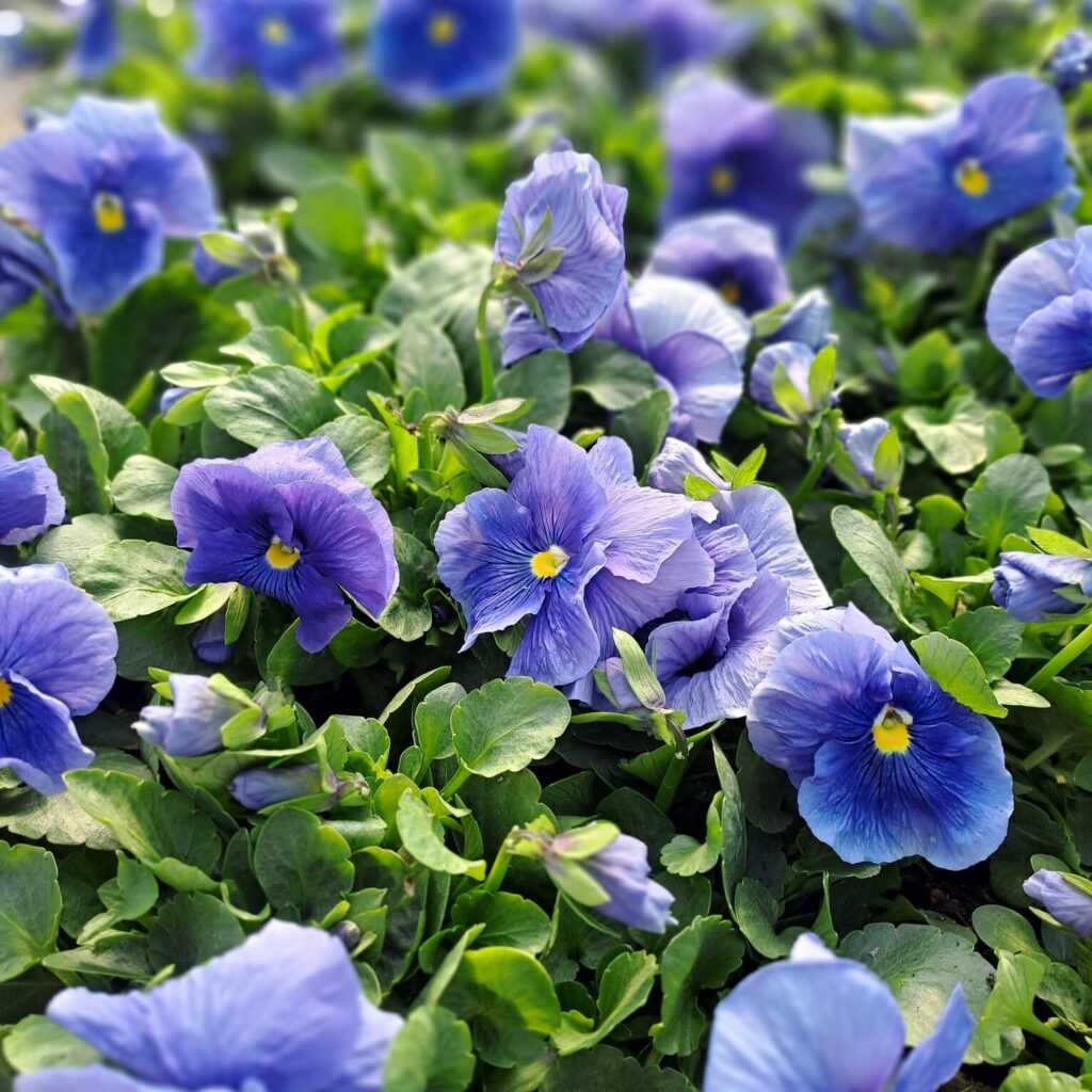 Polski eBazarek - Kwiaty - 1