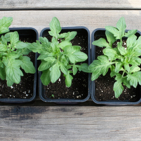 Polski eBazarek - Sadzonka pomidora - 1