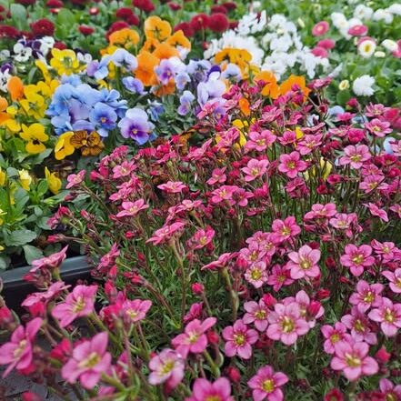 Polski eBazarek - Kwiaty - 1