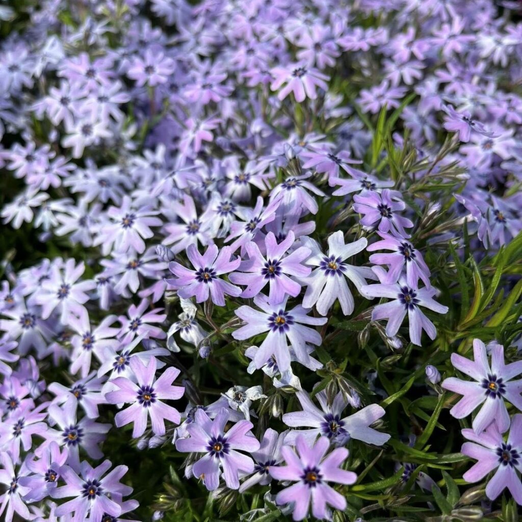 Polski eBazarek - Bylinki - 1