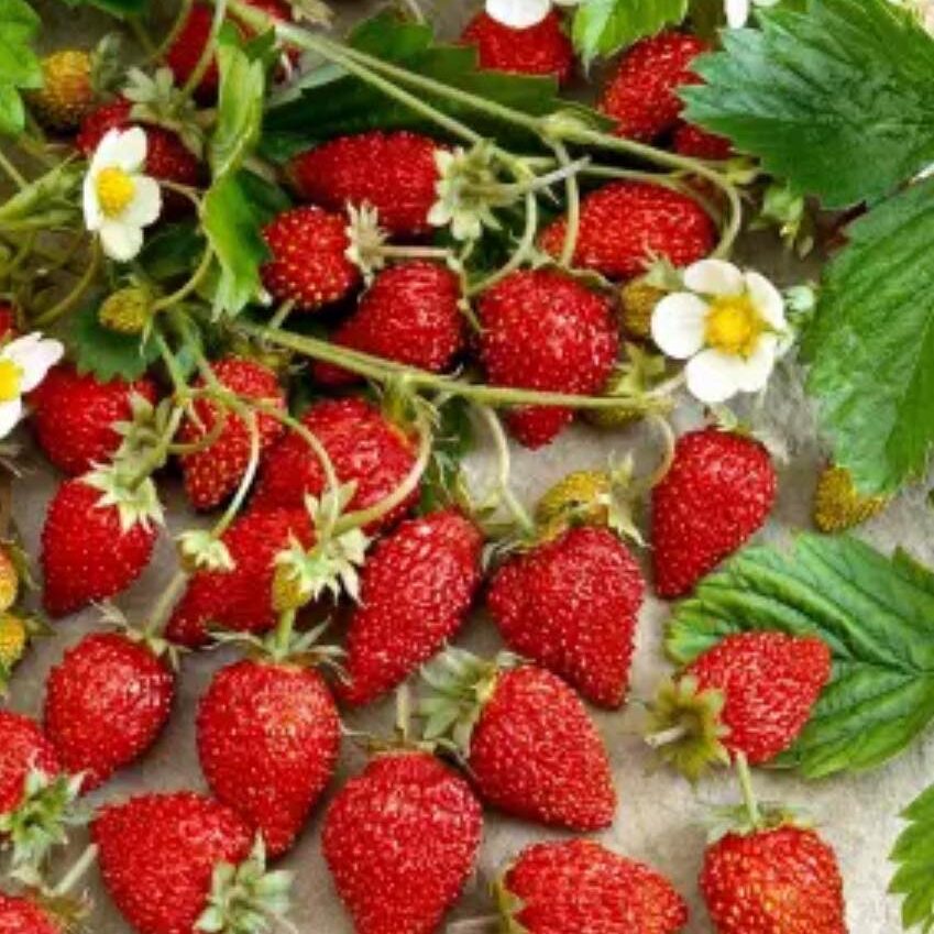 Polski eBazarek - Poziomki - 1