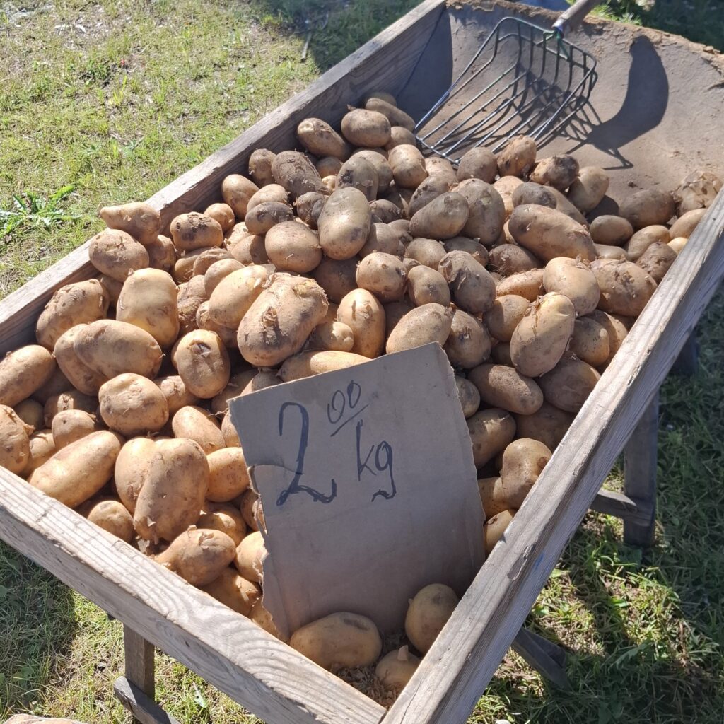 Polski eBazarek - MŁODE ZIEMNIAKI SPRZEDAM - 1