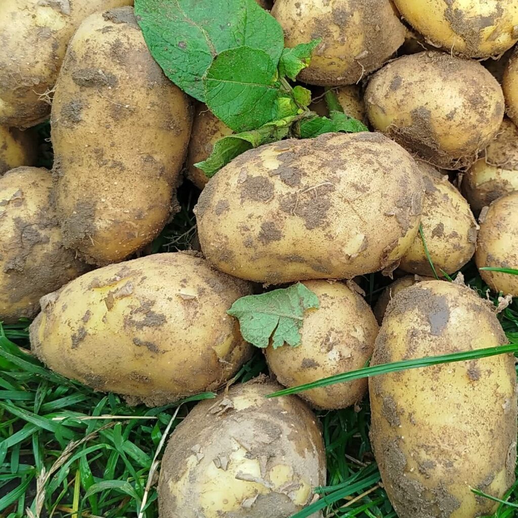 Polski eBazarek - Sprzedam ziemniaki odmiany Quenn Anne - 1